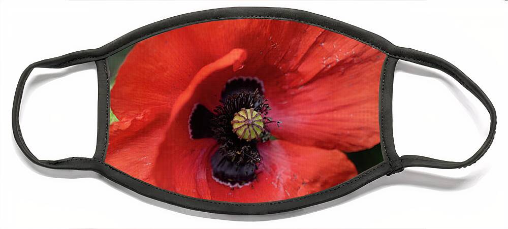 Poppy Face Mask featuring the photograph Red Poppy Flower by Artur Bogacki