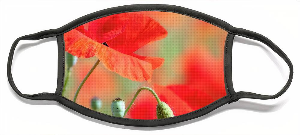 Red Face Mask featuring the photograph Red Poppy II by Catherine Avilez