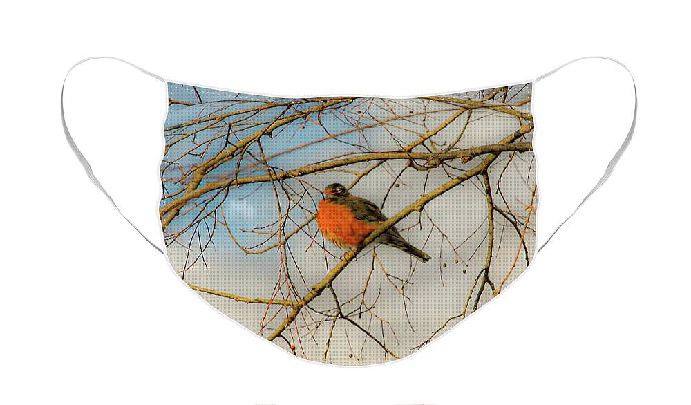 American Face Mask featuring the photograph Red Red Robin by Diane Lindon Coy