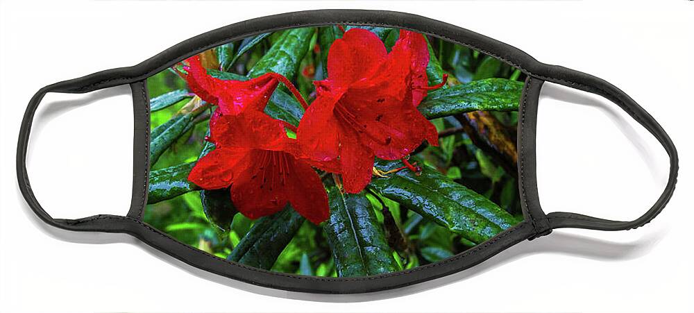 Alex Lyubar Face Mask featuring the photograph Red Rhododendron covered with dew by Alex Lyubar