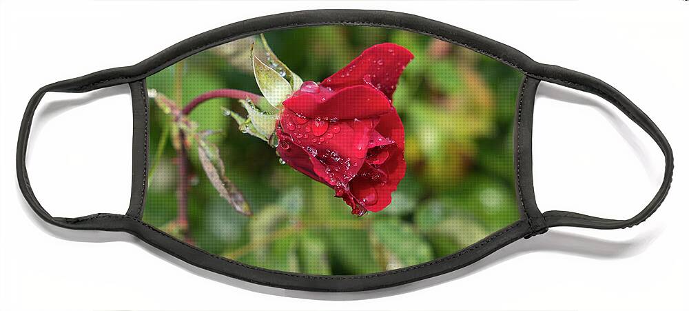 Rose Face Mask featuring the photograph Red rose bud with water pearls by Adriana Mueller