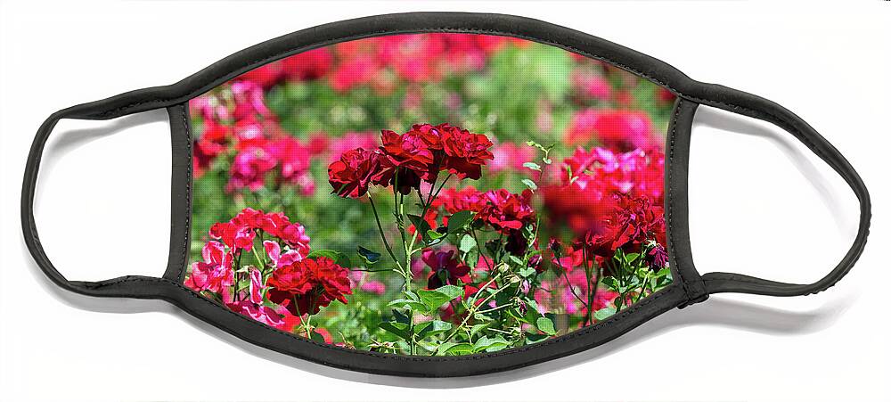 Garden Face Mask featuring the photograph Red Roses Garden Background by Mikhail Kokhanchikov
