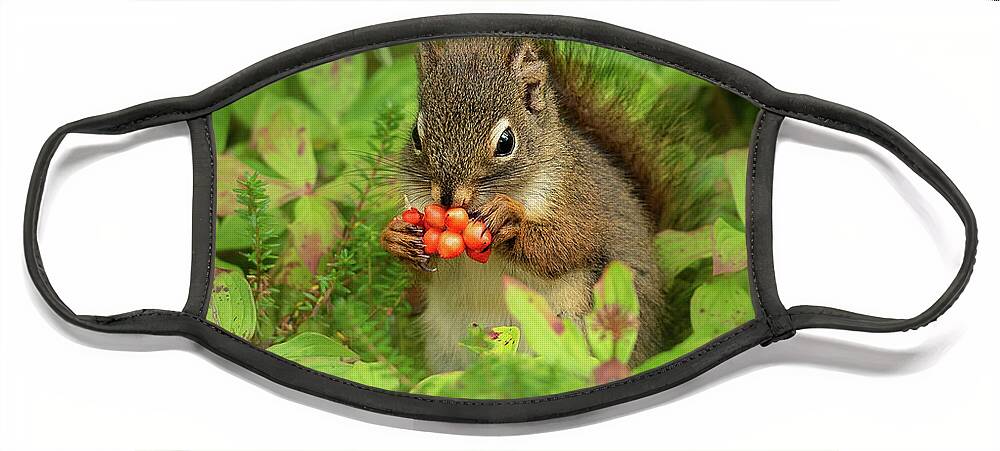 Alaska Face Mask featuring the photograph Red Squirrel Eats Berries by Nancy Gleason
