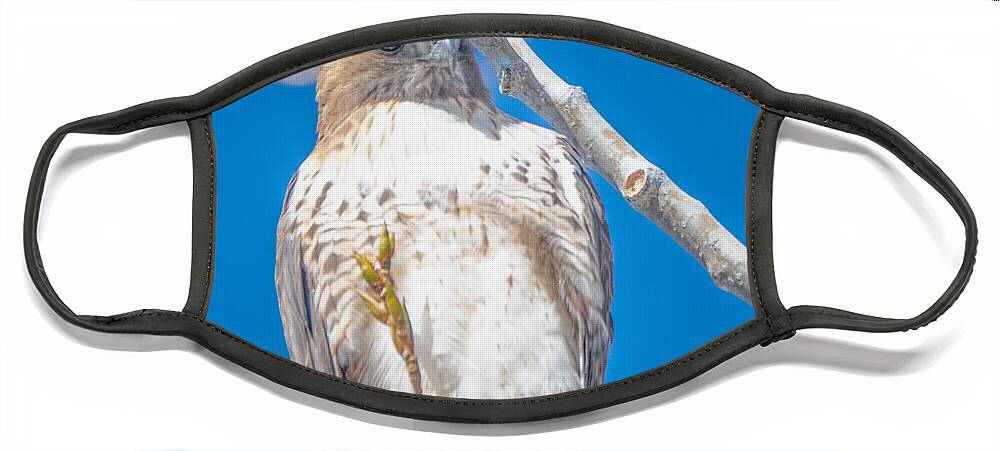 Hawk Face Mask featuring the photograph Red Tailed Hawk by Metaphor Photo