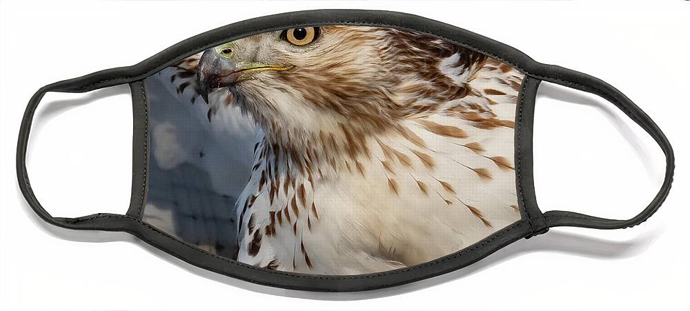 Hawk Face Mask featuring the photograph Red-tailed Hawk Portrait by William Jobes