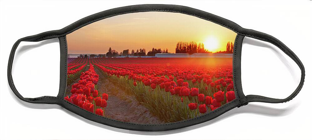 Tulips Face Mask featuring the photograph Red Tulip Sunset by Michael Rauwolf