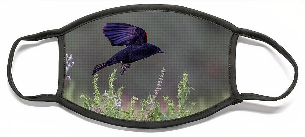 Red-winged Blackbird Face Mask featuring the photograph Red-winged Blackbird 3283-041621-2 by Tam Ryan