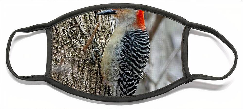 Bird Face Mask featuring the photograph Redbellied Woodpecker by Regina Muscarella