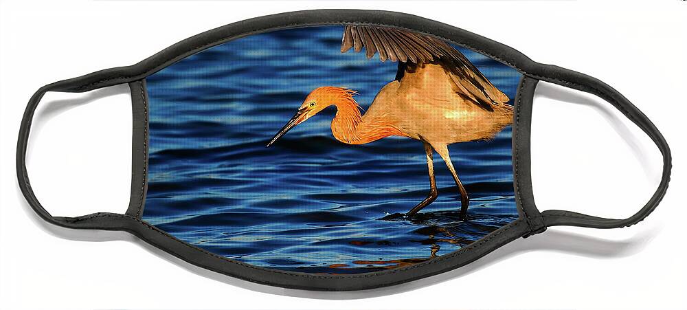 Reddish Egret Face Mask featuring the photograph Reddish Egret Canopy In Blue by John F Tsumas
