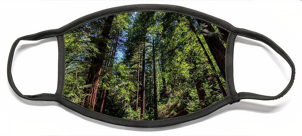 Redwoods Face Mask featuring the photograph Redwood Forest by Rich Cruse