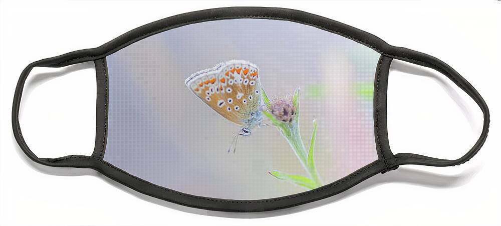 Butterfly Face Mask featuring the photograph Resting Common Blue Butterfly by Anita Nicholson