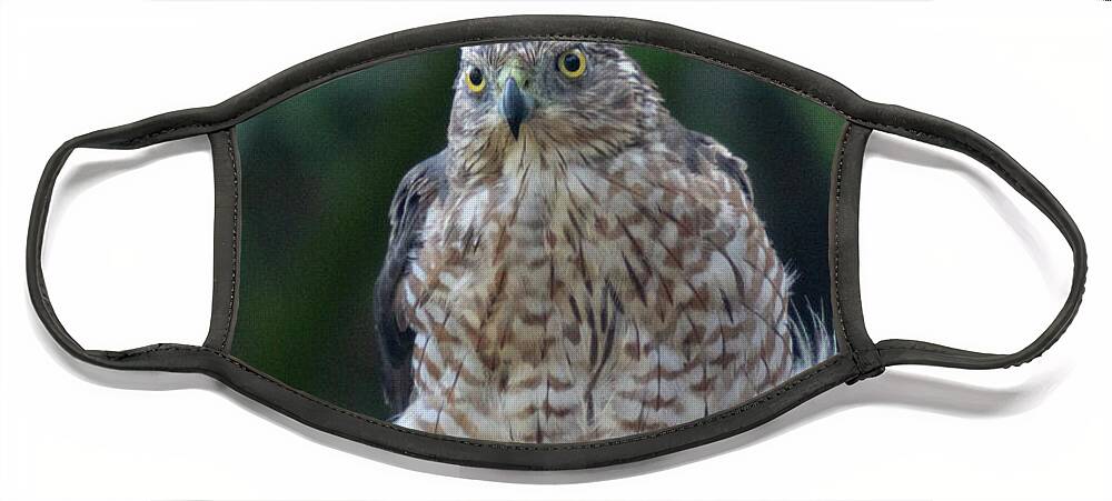 Hawk Face Mask featuring the photograph Resting Cooper's Hawk by Patricia Schaefer