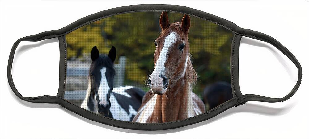 Rosemary Farm Face Mask featuring the photograph Rhett and Remy by Carien Schippers