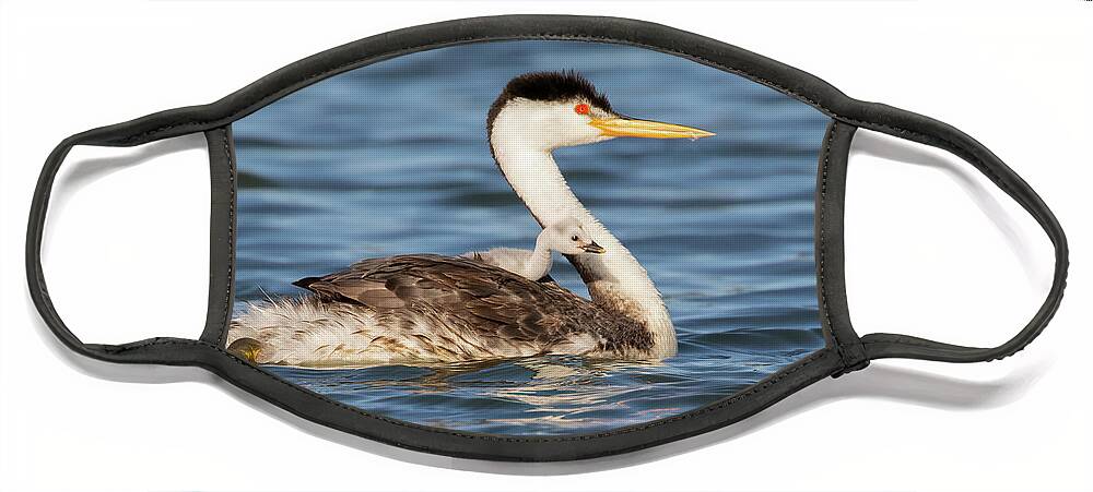 Grebes Face Mask featuring the photograph Riding Shotgun with Mom by Cheryl Strahl