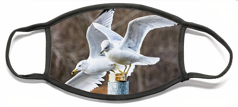 Bird Face Mask featuring the photograph Ring-billed Gulls by Rick Nelson