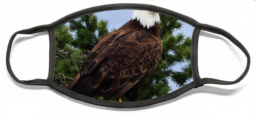 Rise Above Face Mask featuring the photograph Rise Above - Eagle Art by Jordan Blackstone