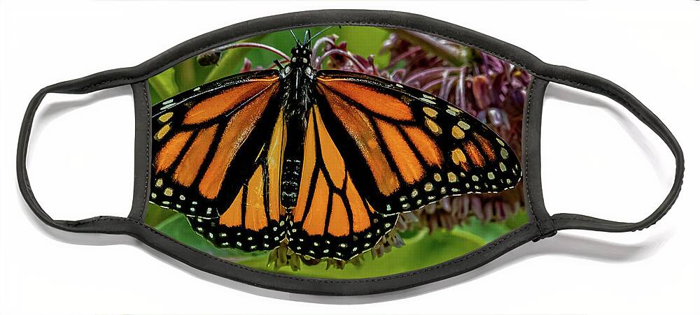 Bloom Face Mask featuring the photograph Rise of the Monarch by Brian Shoemaker