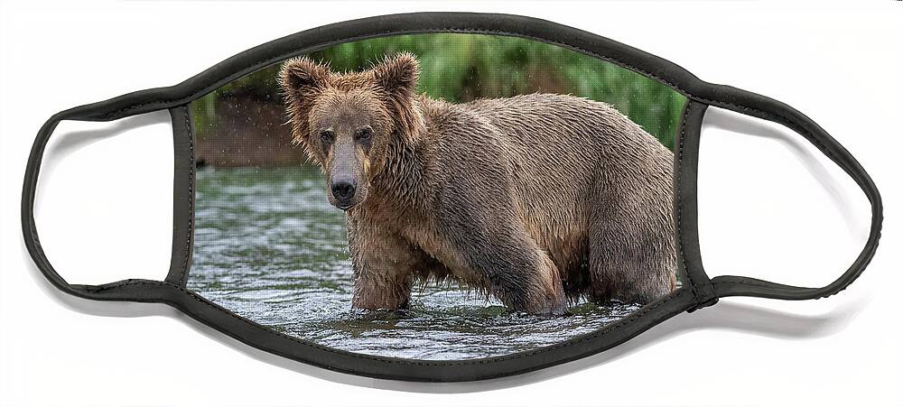 Bear Face Mask featuring the photograph River Bear 2 by Randy Robbins