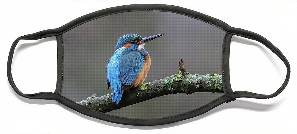 European Kingfisher Face Mask featuring the photograph River Kingfisher by Eva Lechner