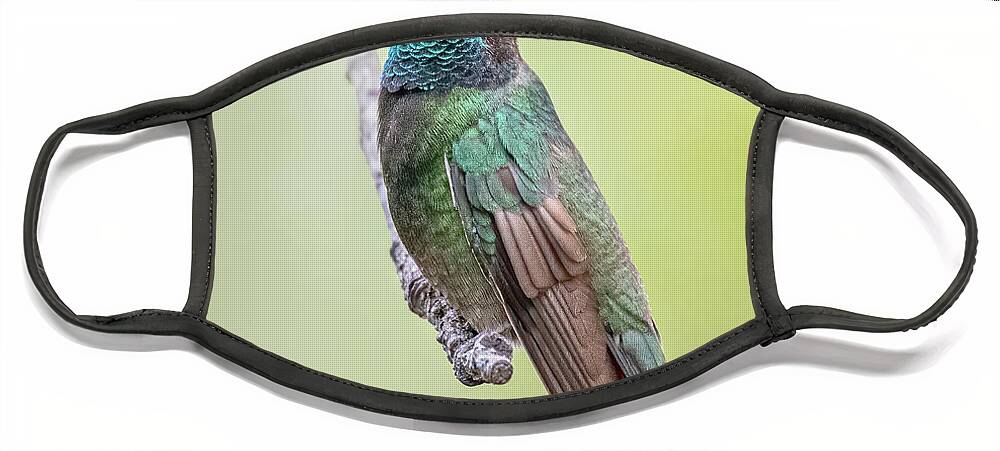 American Southwest Face Mask featuring the photograph Rivoli's Hummingbird by James Capo