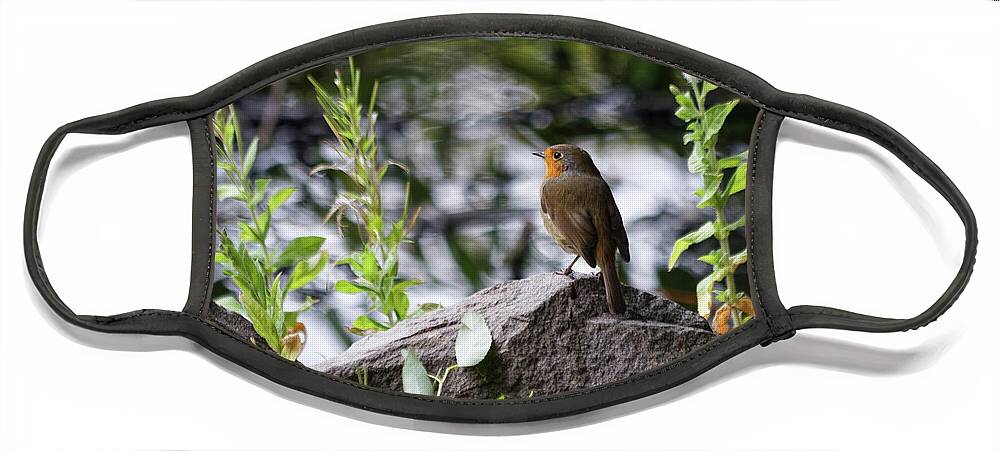 Robin Face Mask featuring the photograph Robin By The Lake by Jeff Townsend