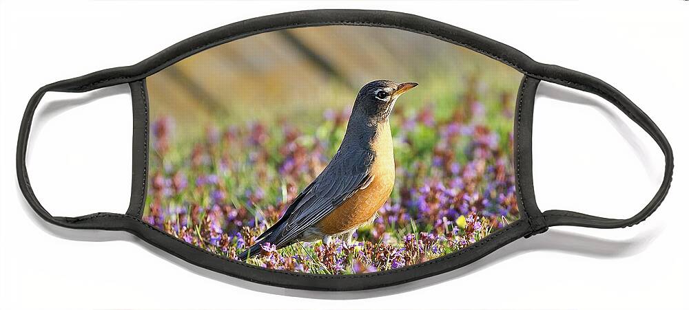 Robin Face Mask featuring the photograph Robin in a bed of purple flowers by Yvonne M Smith