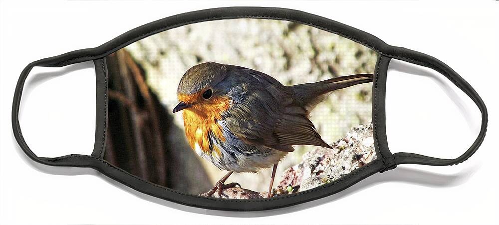 Grange Over Sands Face Mask featuring the photograph Robin Redbreast by Lachlan Main