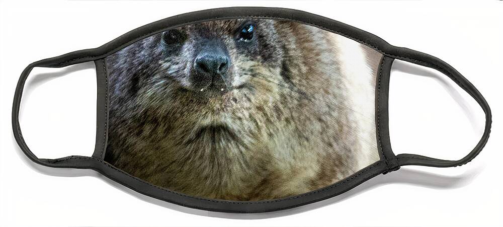 David Levin Photography Face Mask featuring the photograph Rock Hyrax Looking at You by David Levin
