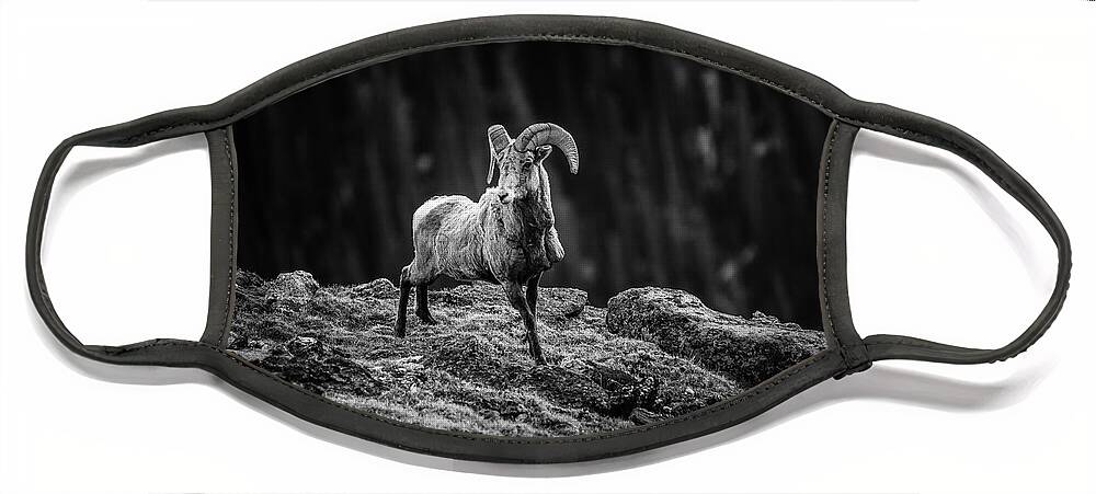 Rocky Mountain Bighorn Ram Face Mask featuring the photograph Rocky Mountain Bighorn Ram by Dan Sproul