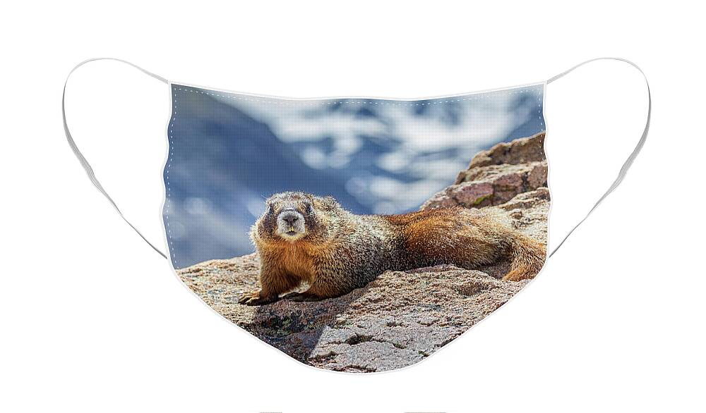 Rocky Mountain National Park Face Mask featuring the photograph Rocky Mountain Marmot by Tim Stanley