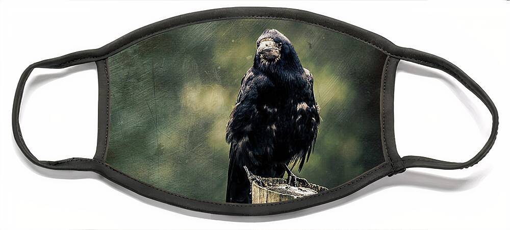 Feathers Face Mask featuring the photograph Rook perched on a post with dark and moody textured background by Jane Rix