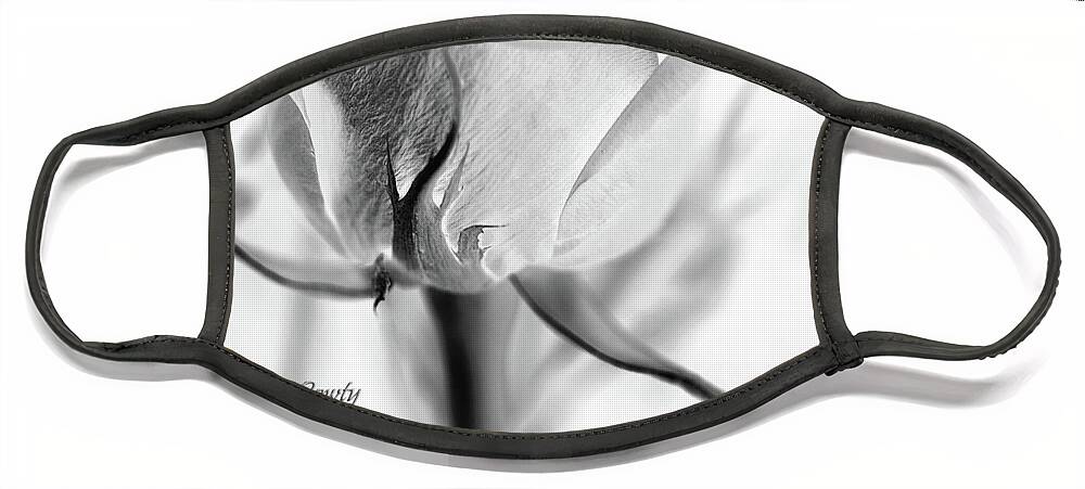 Rose Sepal Bw Face Mask featuring the photograph Rose Sepal BW by Natalie Dowty