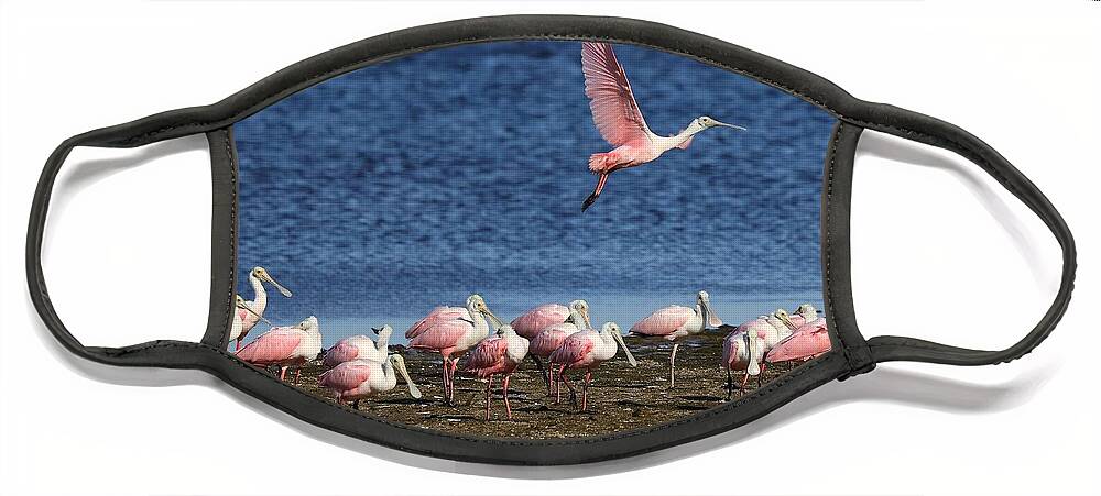 Roseate Spoonbill Face Mask featuring the photograph Roseate Spoonbills Gather Together 5 by Mingming Jiang