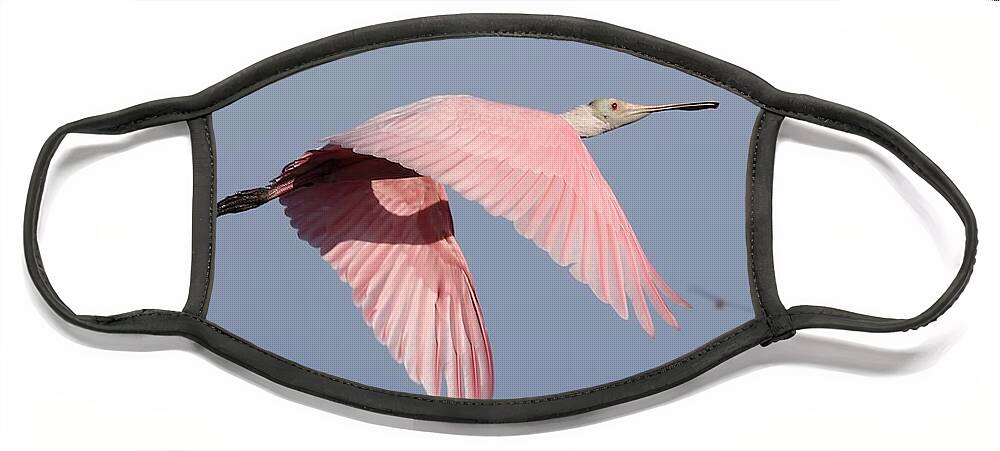 Roseate Spoonbill Face Mask featuring the photograph Roseate Spoonbill in Flight 3 by Mingming Jiang