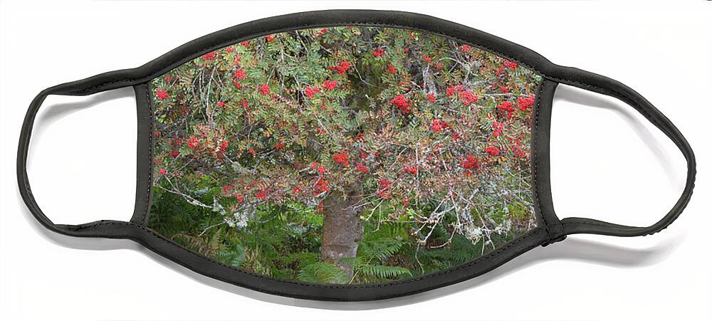 Landscape - Scenery Face Mask featuring the photograph Rowan Tree, Bilberries and Heather by Anita Nicholson