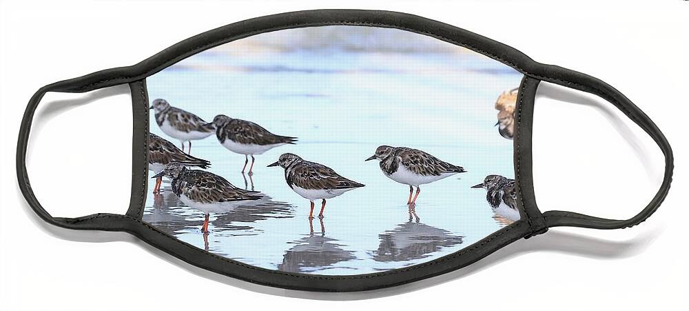 Ruddy Turnstones Face Mask featuring the photograph Ruddy Turnstones by Mingming Jiang