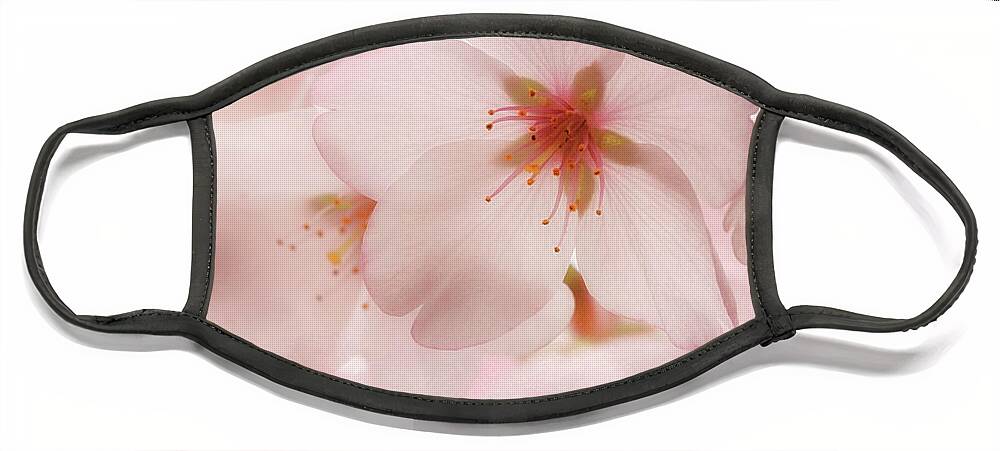 Cherry Blossoms Face Mask featuring the photograph Sakura by Susan Rissi Tregoning