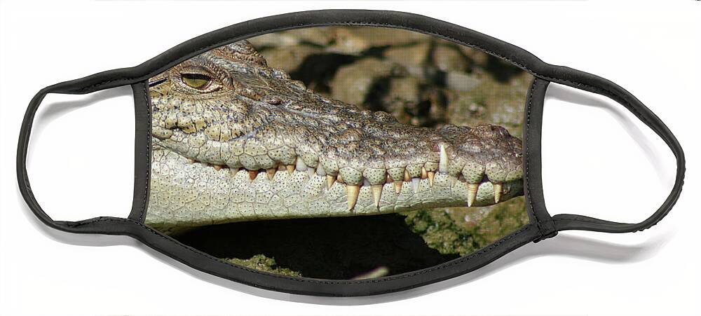 Animals Face Mask featuring the photograph Saltwater Crocodile Close Up by Maryse Jansen