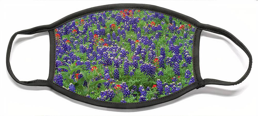 00170990 Face Mask featuring the photograph Sand Bluebonnet And Paintbrush Texas by Tim Fitzharris