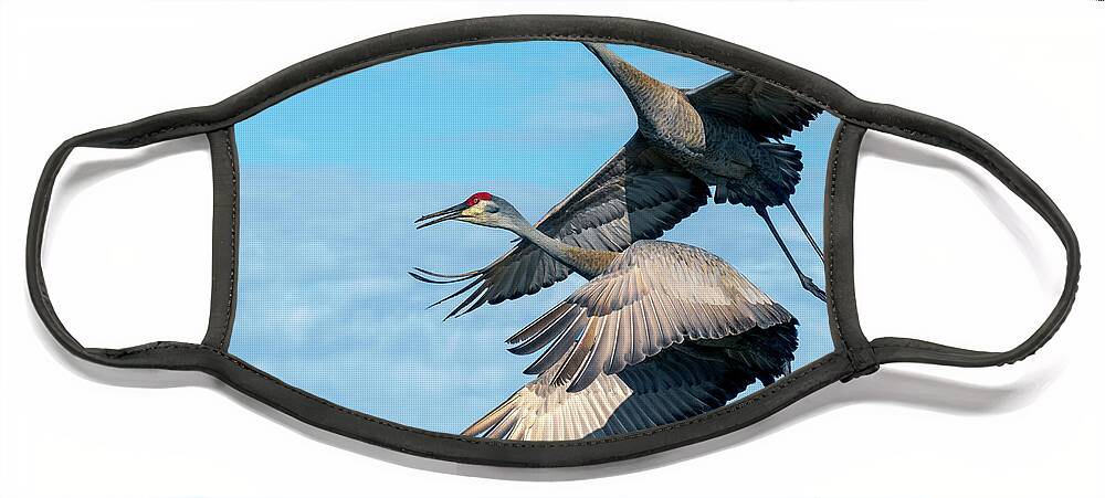 Sand Hill Cranes Face Mask featuring the photograph Sand Hill Cranes in flight by Jaki Miller