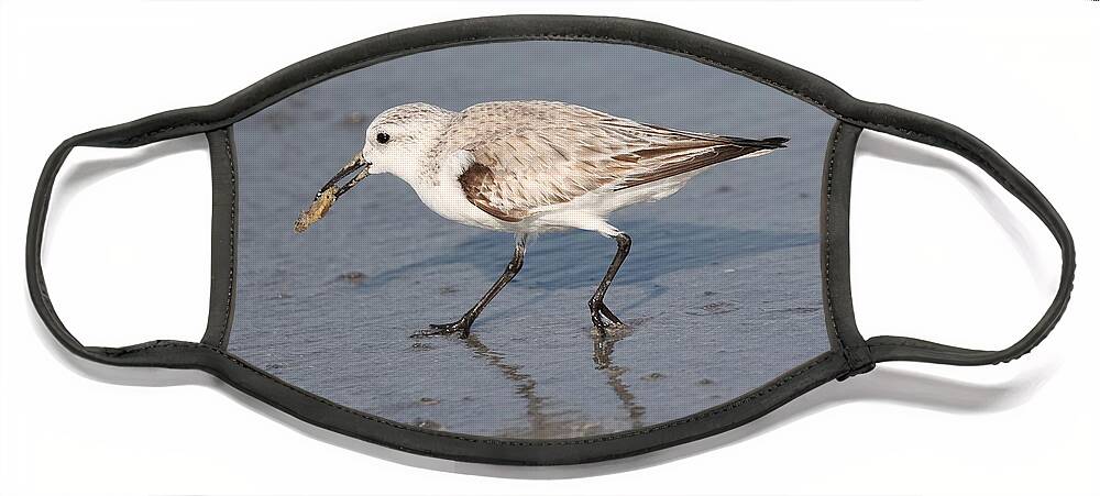 Sanderlings Face Mask featuring the photograph Sanderling by Mingming Jiang