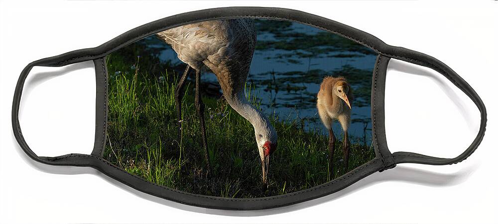 Birds Face Mask featuring the photograph Sandhill Crane by Larry Marshall