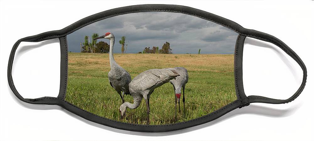 Sandhill Face Mask featuring the photograph Sandhill Cranes by Carolyn Hutchins