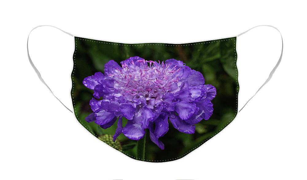 Scabious Face Mask featuring the photograph Scabious Flower by Jeff Townsend