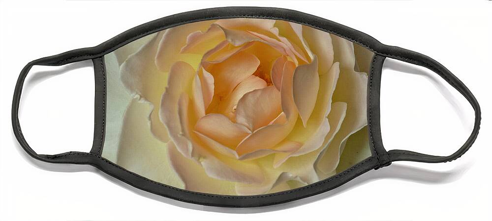 Flowers Face Mask featuring the photograph Scented Rose by Amelia Racca