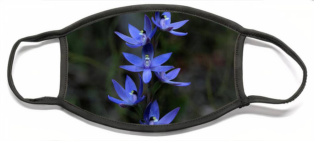 Orchid Face Mask featuring the photograph Scented Sun Orchid - thelymitra macrophylla 2 by Elaine Teague