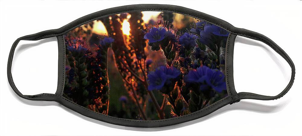 Arizona Wildflowers Face Mask featuring the photograph Scorpion Weed Sunset by Gene Taylor