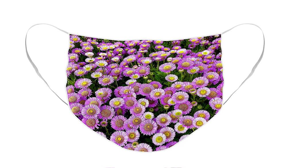 Sea Face Mask featuring the photograph Sea of Daisies by Gordon James