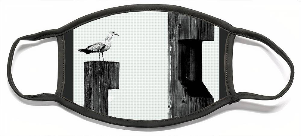 Seagull Face Mask featuring the photograph Seagull on a Pier by Irene Czys