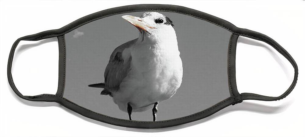 Seagull Face Mask featuring the photograph Seagull on the Lookout by Gary Gunderson
